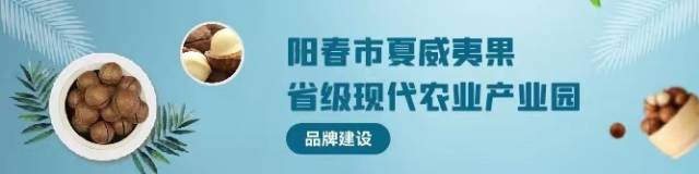 风雨同舟，阳春夏威夷果产业园共护“金果”