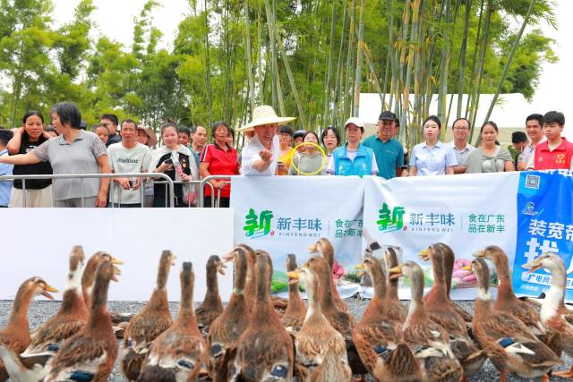 新丰分会场，套鸭游戏欢乐多多。