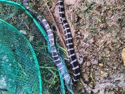 国庆出游慎防“草丛杀手”！六旬老农遭银环蛇咬伤，这些救命知识请收好