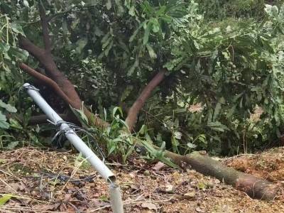 风雨同舟，阳春夏威夷果产业园共护“金果”