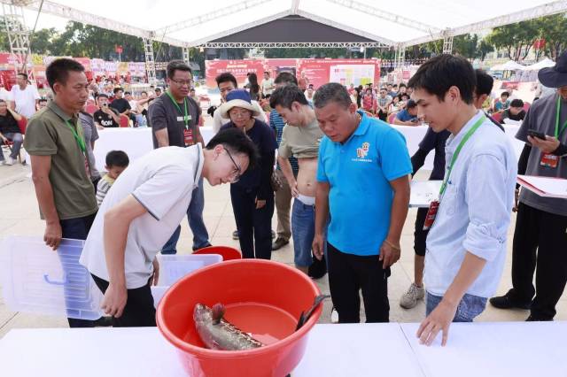 比赛由裁判现场“捞鱼-称重-公示”。