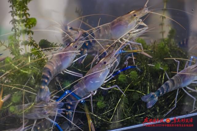 高要独创“肉桂养虾”模式，打造“高桂虾”区域公用品牌。