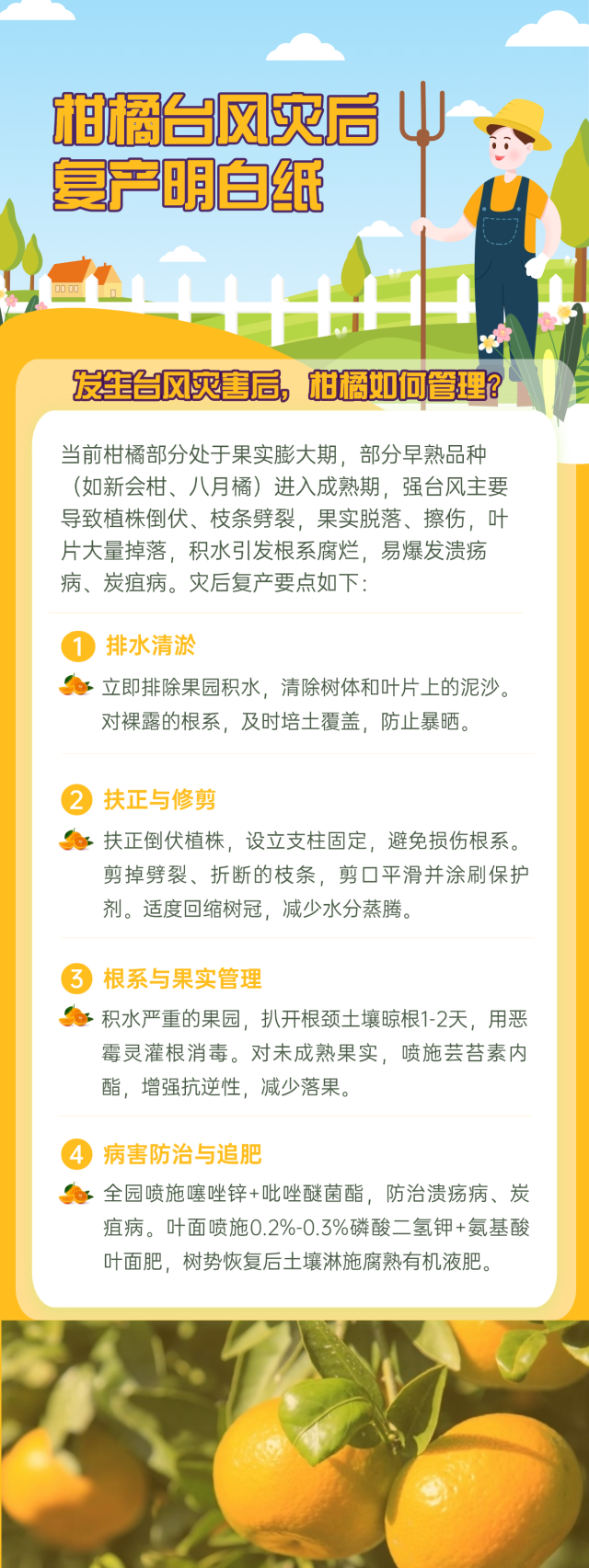 柑橘台风灾后复产明白纸