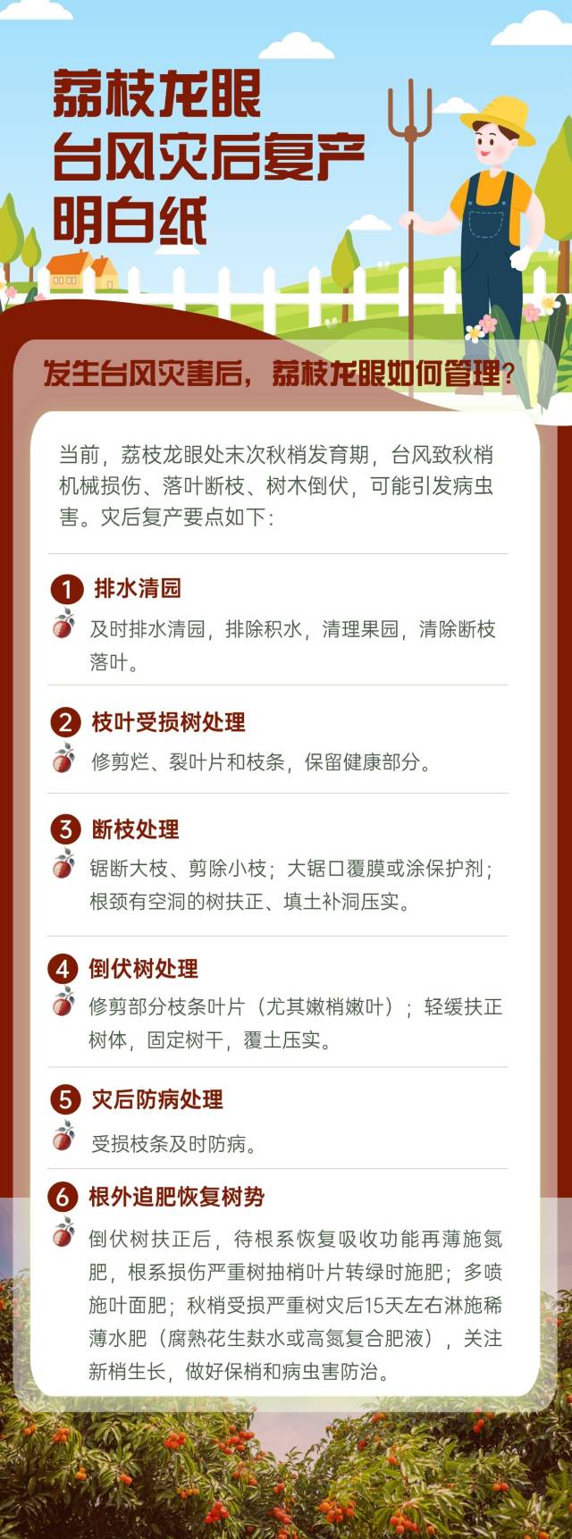 荔枝龙眼台风灾后复产明白纸