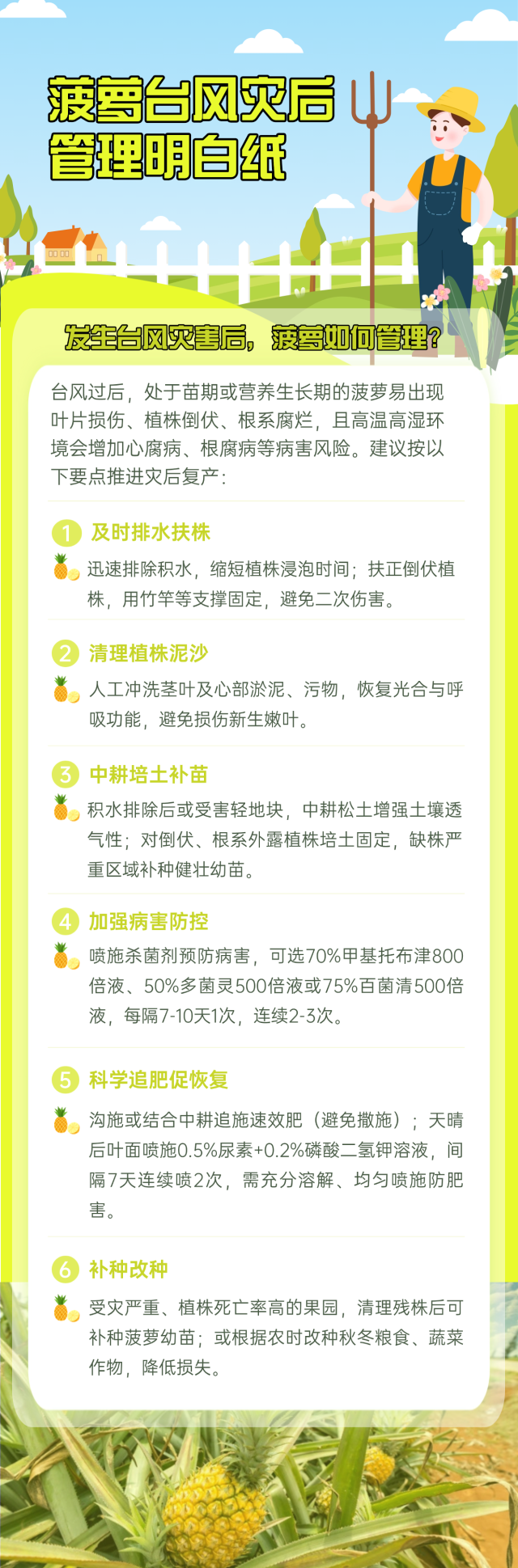 菠萝台风灾后管理明白纸