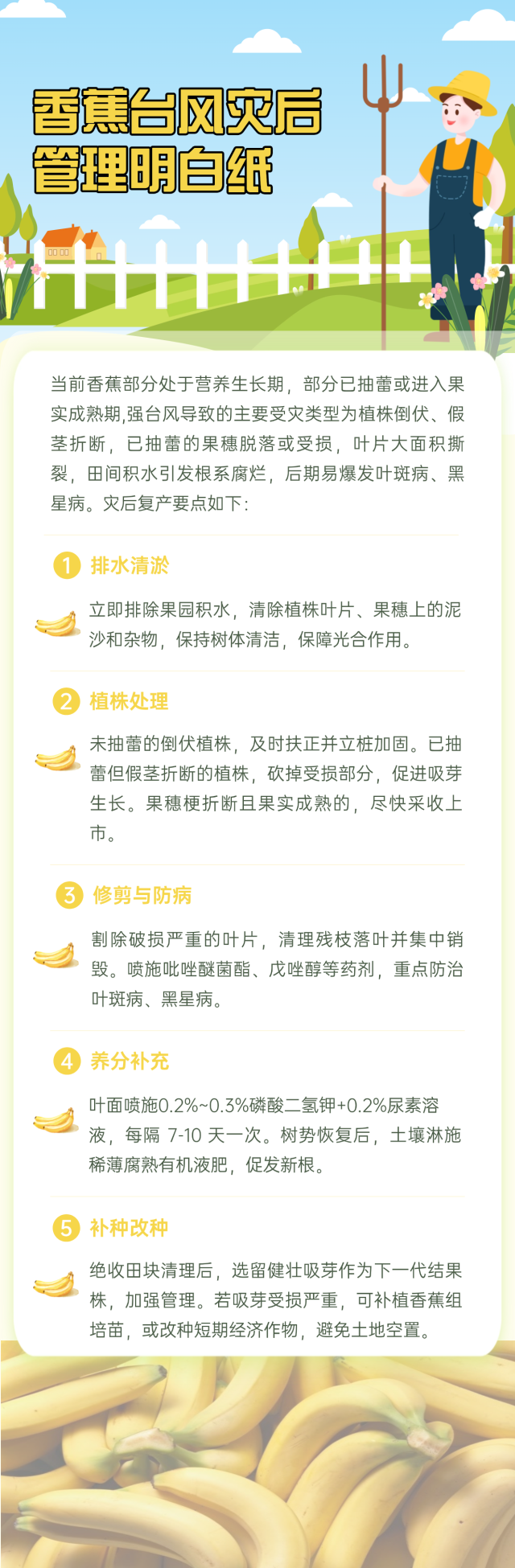 香蕉台风灾后管理明白纸