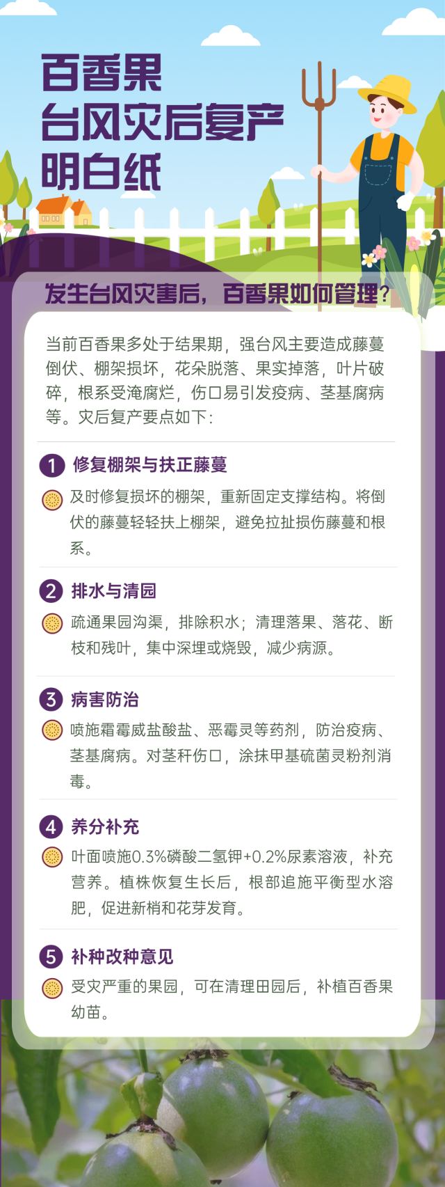 百香果台风灾后复产明白纸