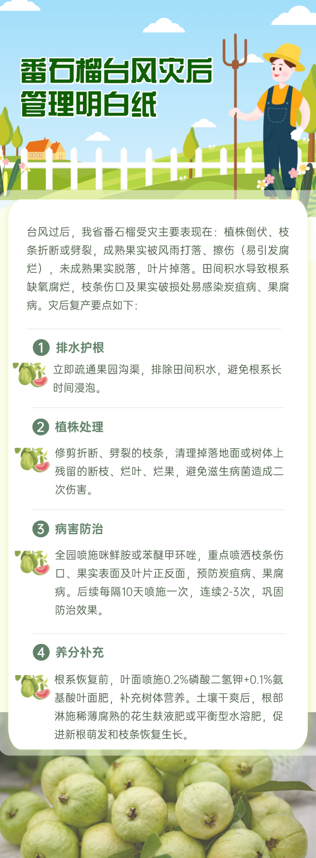 番石榴台风灾后管理明白纸