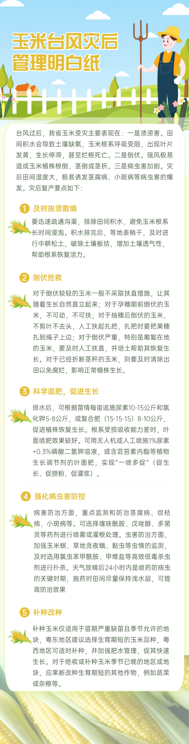 玉米台风灾后管理明白纸