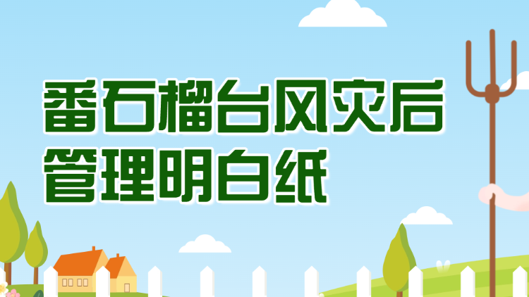 番石榴台风灾后管理明白纸