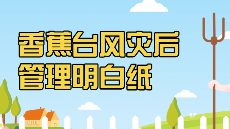 香蕉台风灾后管理明白纸