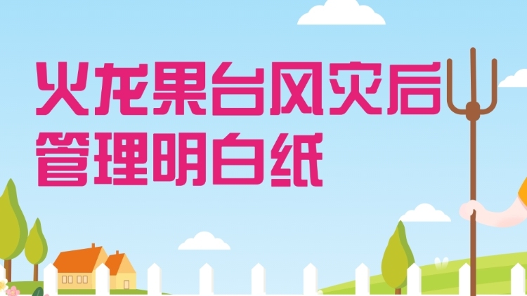 火龙果台风灾后管理明白纸