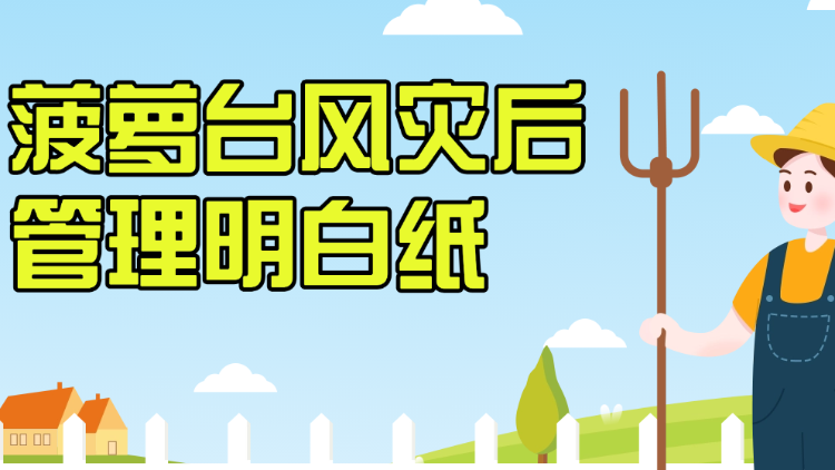 菠萝台风灾后管理明白纸