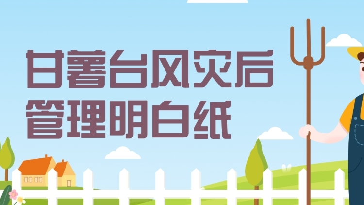甘薯台风灾后管理明白纸