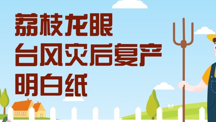 荔枝龙眼台风灾后复产明白纸