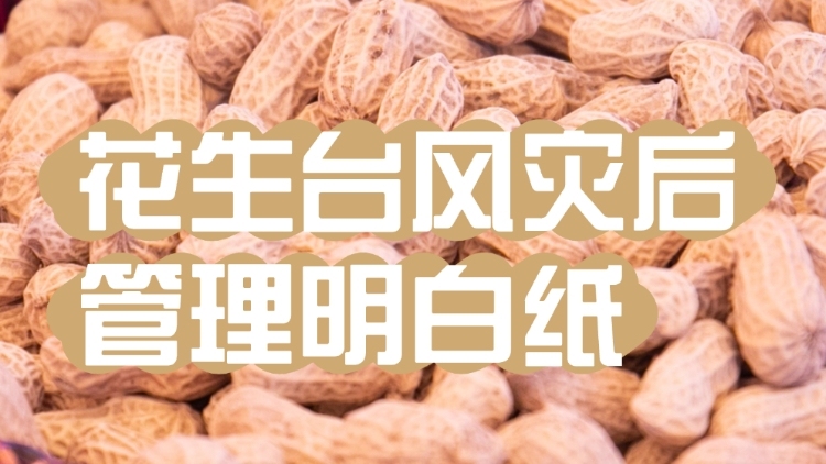 花生台风灾后管理明白纸