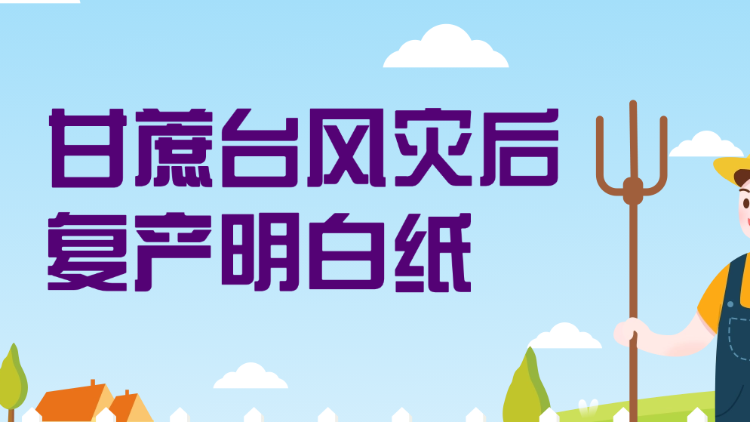 甘蔗台风灾后复产明白纸