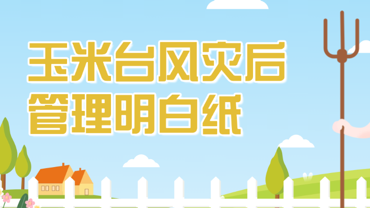 玉米台风灾后管理明白纸