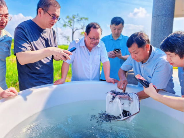 育成5.2万尾苗种！广东攻克“河鲜之王”斑鳠人工繁育规模化瓶颈