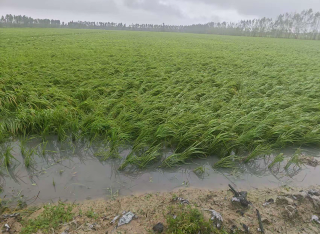 灌浆关键期遇狂风暴雨！粤西稻农抢时间复产