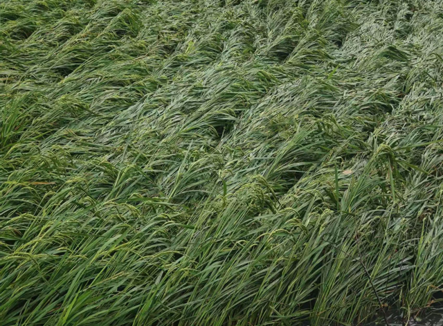 倒伏的水稻。受访者供图 倒伏的水稻。受访者供图