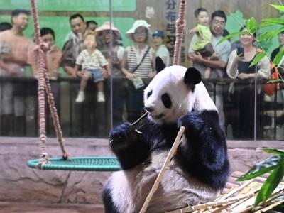 萌翻了！国宝动物齐亮相，深圳动物园节日氛围拉满