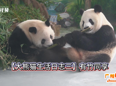 第三期熊生vlog：霸气久久VS甜美友友，连睡觉都要“兄友弟恭”｜广州热点