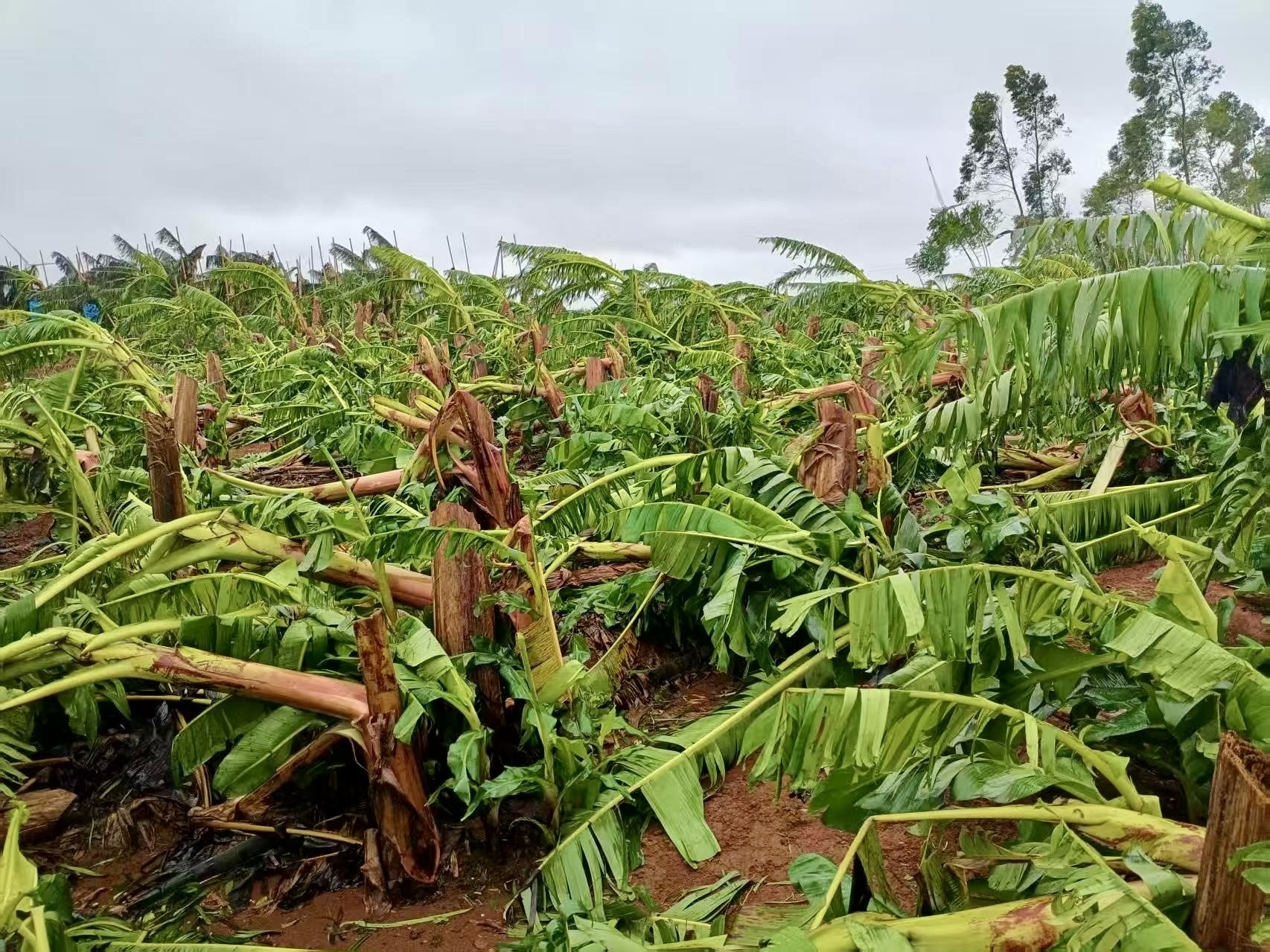 粤西某地香蕉林在“麦德姆”过后一片狼藉