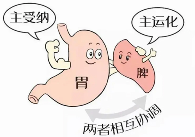 调养脾胃,中医中药有绝招