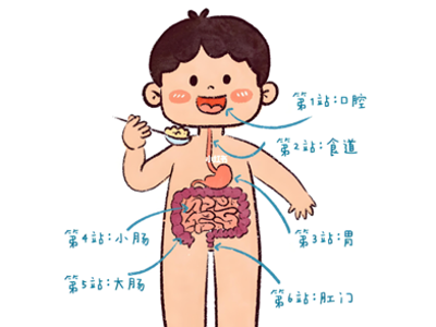 你的消化系统是如何工作的？——从口腔到肠道的“食物旅行记”