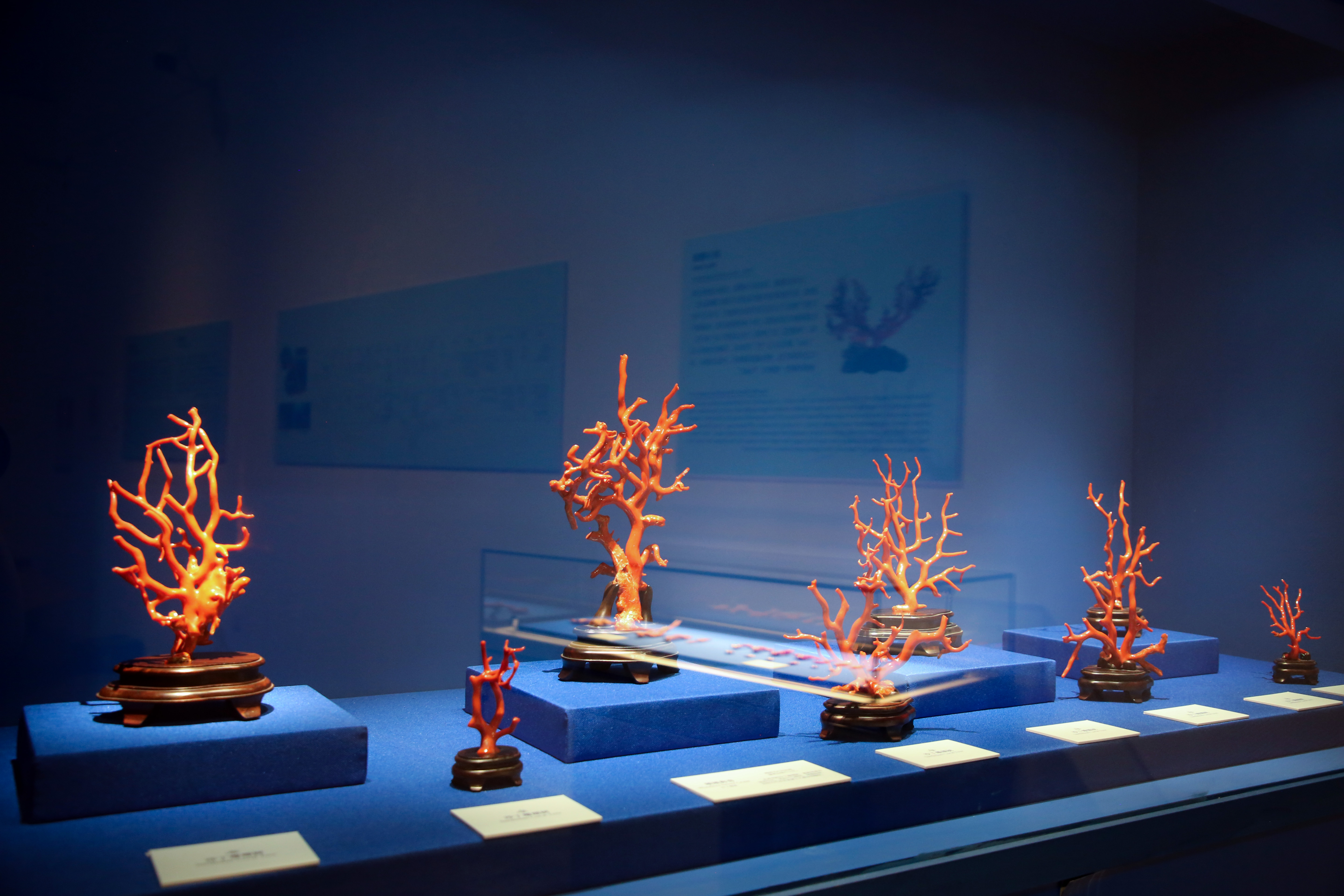 共赴一场深海之约，111件/组珍稀宝石珊瑚展品亮相南博