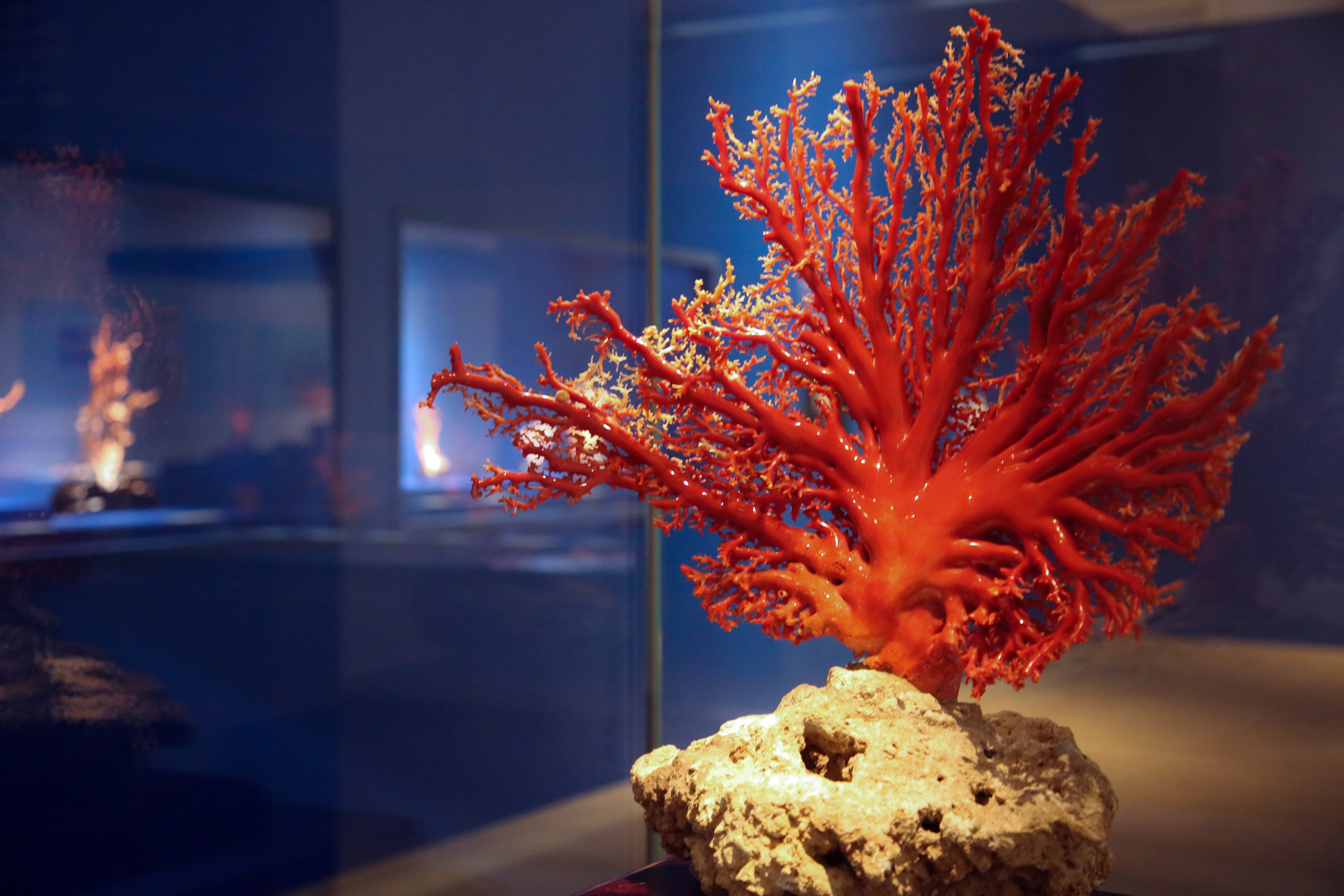 共赴一场深海之约，111件/组珍稀宝石珊瑚展品亮相南博