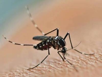 大亚湾开发区设立33个基孔肯雅热/登革热便民采样处