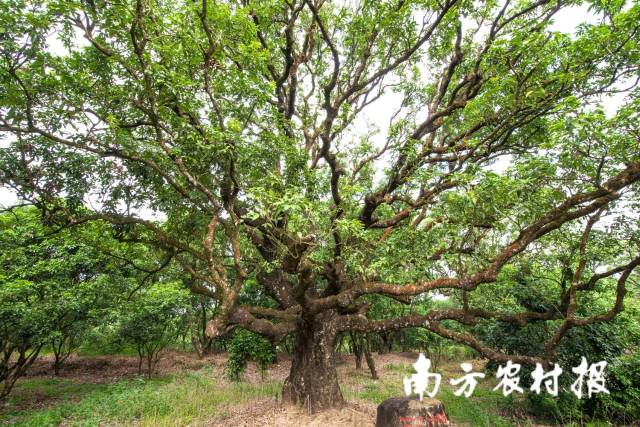 茂名高州贡园（古树公园）荔枝树。
