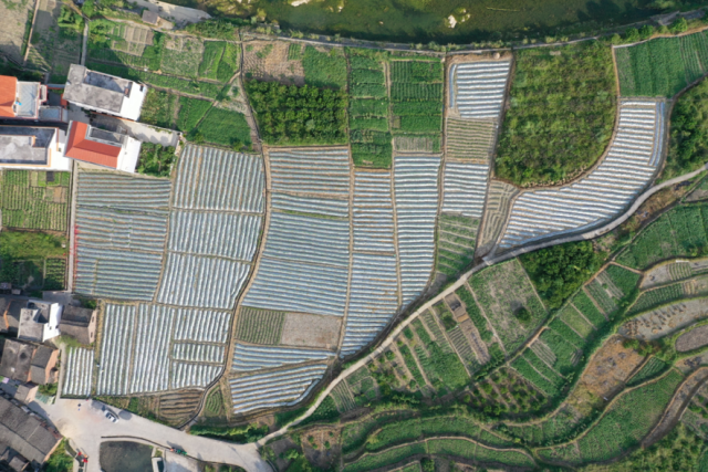 供销“牵线”，点豆成金！合作种植模式让豇豆走向“大市场”