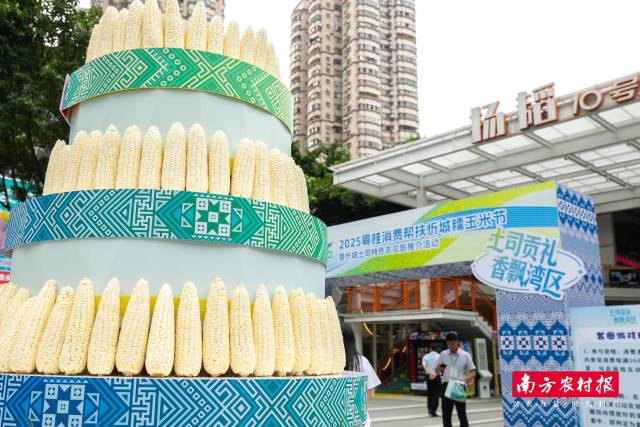 忻城糯玉米堆头。