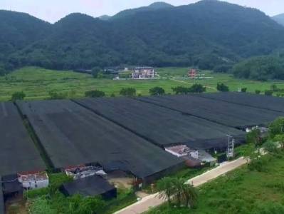 凌俊杰：从兰花学徒，到产业领头人|田野观察