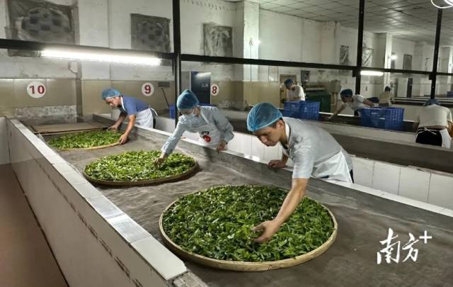 红茶组实操考核在广东农垦上茗轩有限公司英德上茗轩茶厂进行。