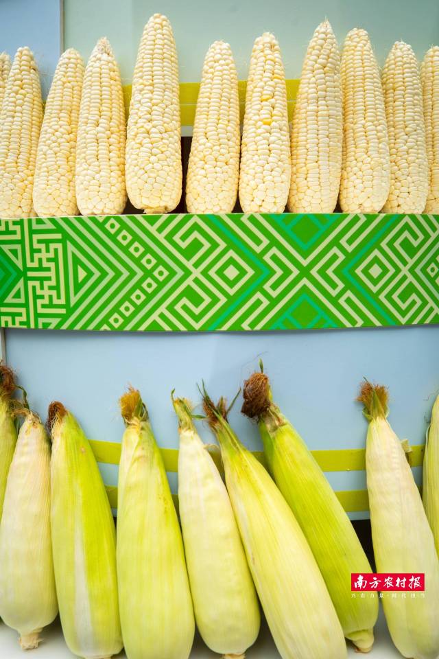 忻城糯玉米。