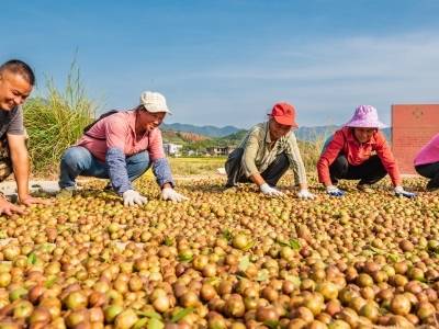 粤林迎丰收！广东经济林金秋消费季10月16日清远佛冈启幕