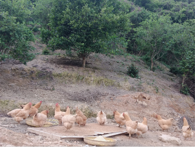 林下走地鸡