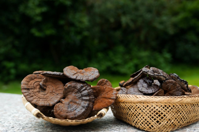 仿野生种植灵芝
