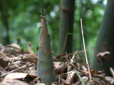 绿美广东，林果飘香！到现场去，一口尝尽粤林山珍