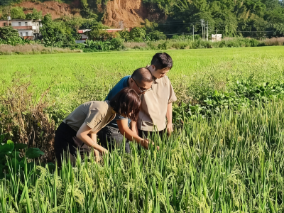 兴宁永和镇科技特派员团队：科技赋能田间地头，精准护航香稻丰收