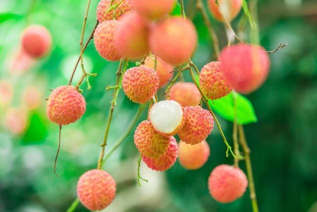 从化流溪桂味荔枝。