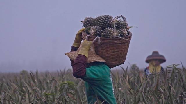菠萝是徐闻当地的农业重要产业。