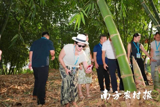 清远邀请国内外采购商走进麻竹笋产区。