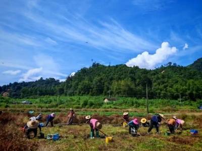 韶关武江这里的龙牙百合喜迎丰收， “金色产业”绘就乡村振兴新画卷