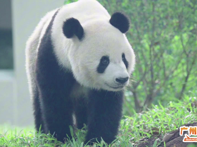 让您“久”等，熊猫“友”约！“久久”“友友”将在本月20日与各位相见｜广州热点