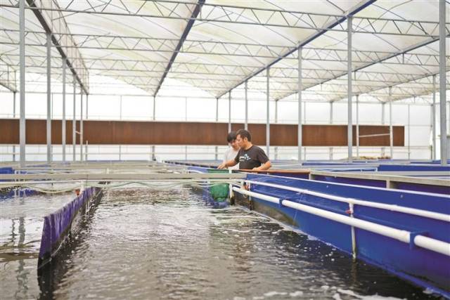 藻生贵虾项目在龙华区实现“海虾陆养”。